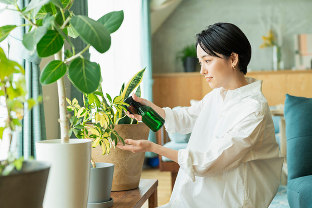 観葉植物はどこに置く？適した場所とおすすめの品種