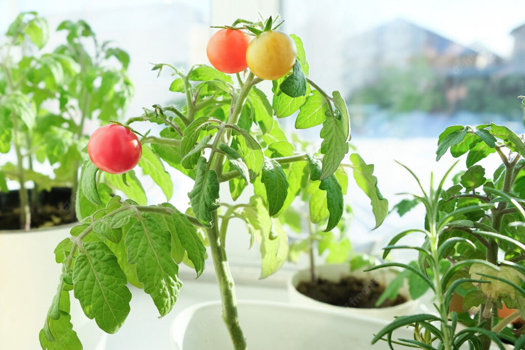 この春始めたい♪「プランターで家庭菜園」
